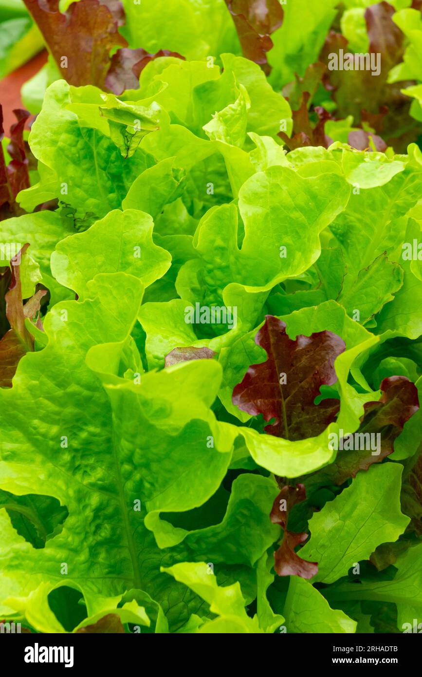 Nahaufnahme der Blätter von Salatpflanzen, die in einem Küchengarten wachsen, in dem früher Lebensmittel angebaut wurden. Stockfoto