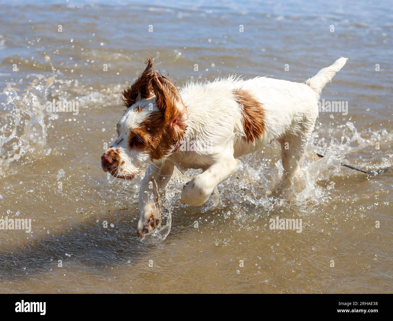 Arbeitender Clumber Spaniel Puppy am North Yorkshire Beach Stockfoto