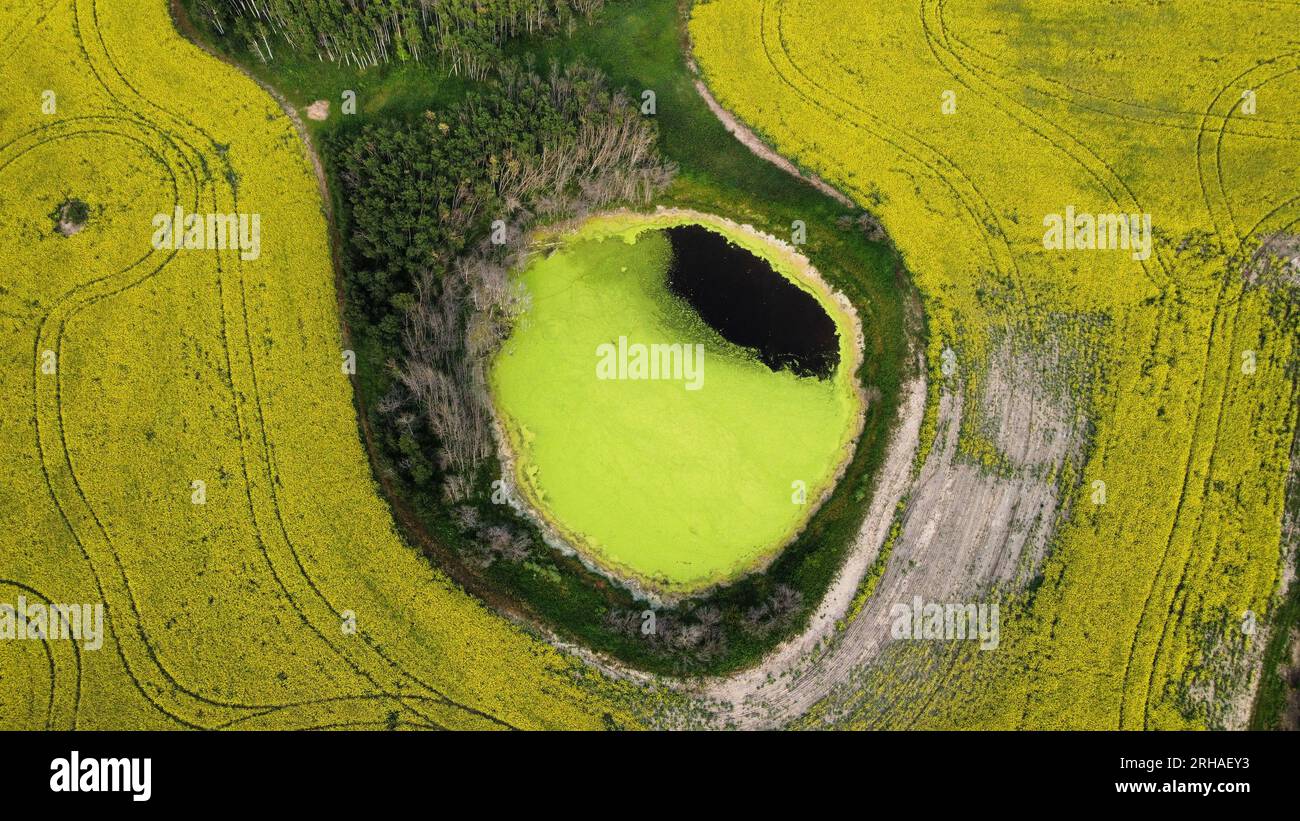 Drone View: Lebendiges Rapsfeld von Saskatchewan mit einem kreisförmigen gelben Wasserkörper, der den Kontrast der Natur in lebendigen Farben einfängt Stockfoto