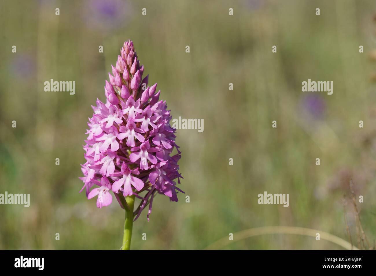 Natürliche Nahtaufnahme auf der violetten Blume der eurropen mehrjährigen krautigen Orchidee, Anacamptis pyramidalis Stockfoto