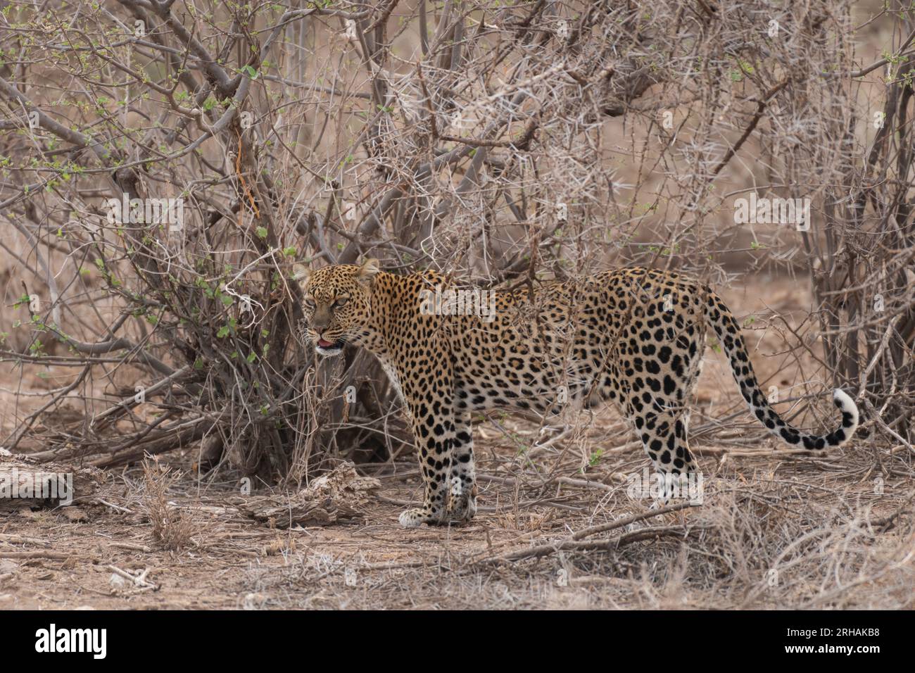 Afrikanischer Leoparden, Pantera phardus, Felidae, Samburu Game Reserve, Kenia, Afrika Stockfoto