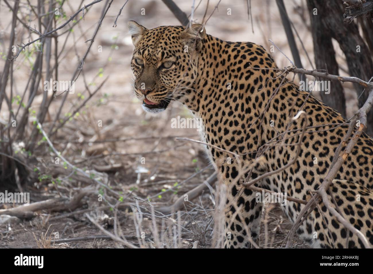 Afrikanischer Leoparden, Pantera phardus, Felidae, Samburu Game Reserve, Kenia, Afrika Stockfoto