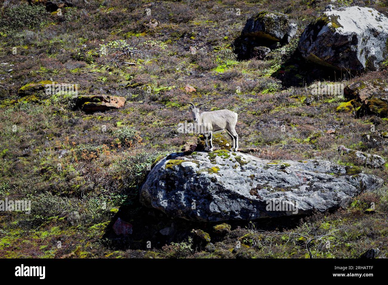 Ein blaues Himalaya-Schaf blickt auf seltsame Weise von einem Felsen irgendwo in Lachung, North Sikkim, Indien Stockfoto