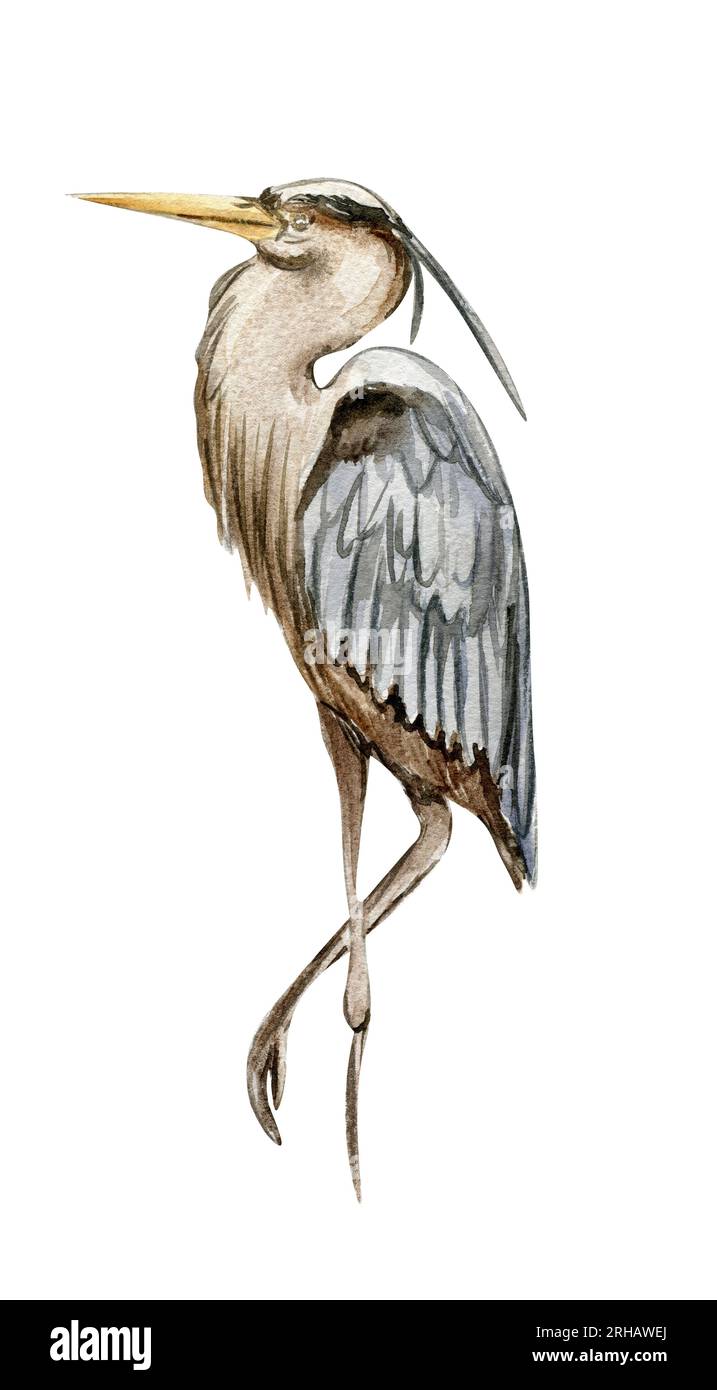Aquarellhandgezeichneter Reihervogel. Aquarelldarstellung des Wildtieres. Perfekt für Hochzeitseinladungen, Grußkarten, Poster. Stockfoto