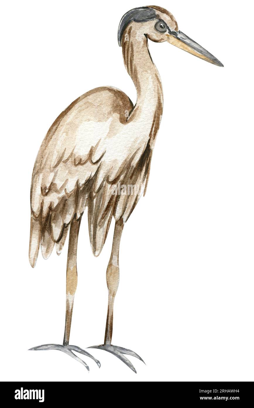 Aquarellhandgezeichneter Reihervogel. Aquarelldarstellung des Wildtieres. Perfekt für Hochzeitseinladungen, Grußkarten, Poster. Stockfoto