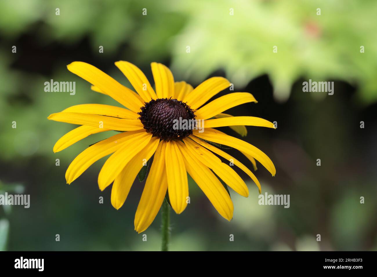 Nahaufnahme einer wunderschönen Rudbeckia fulgida-Blume vor einem grünen verschwommenen Hintergrund, selektiver Fokus Stockfoto