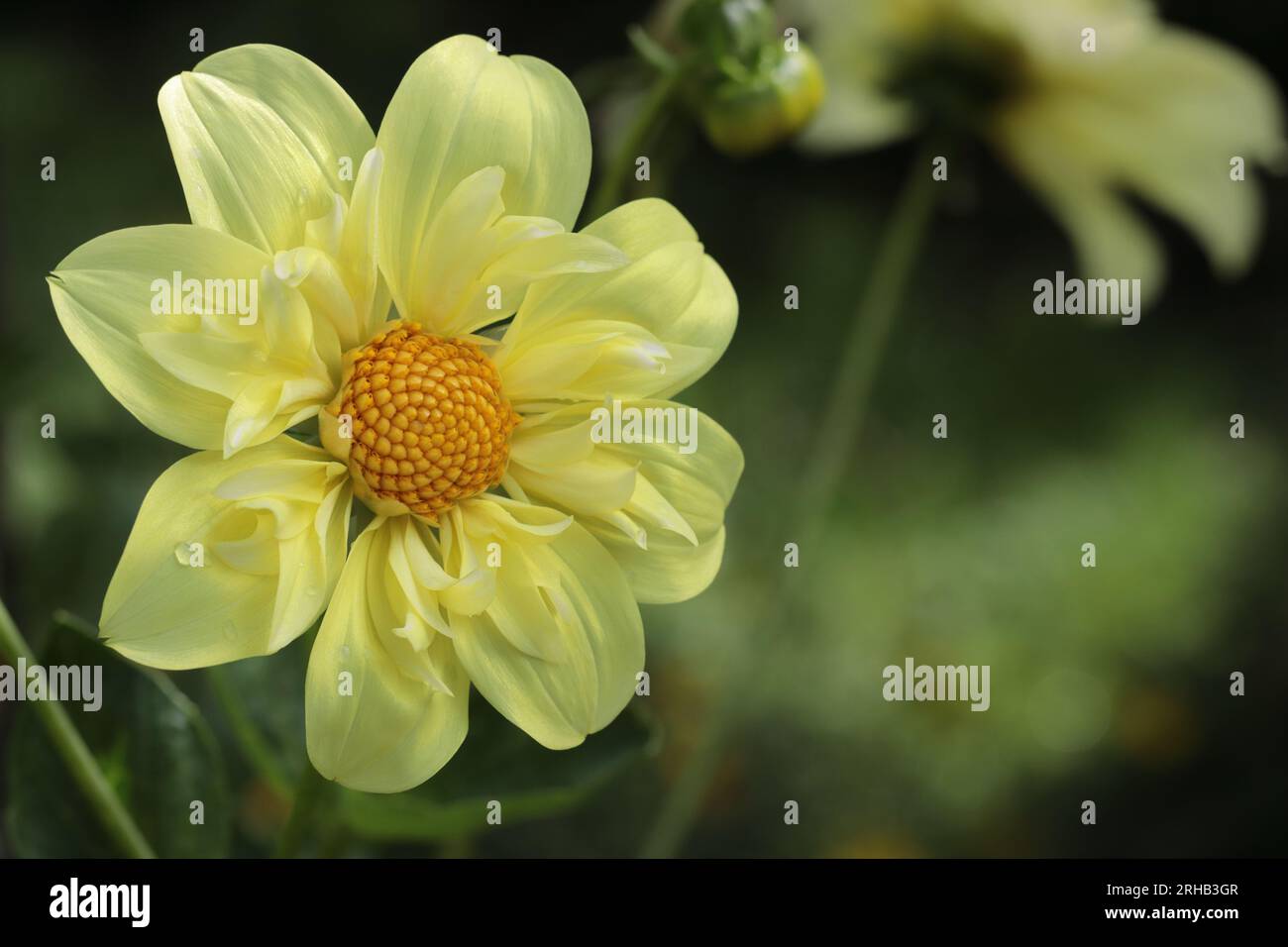 Nahaufnahme eines wunderschönen zitronengelben Collerette Dahlia Hybrid Yellow Bird vor verschwommenem Hintergrund, Kopierraum Stockfoto