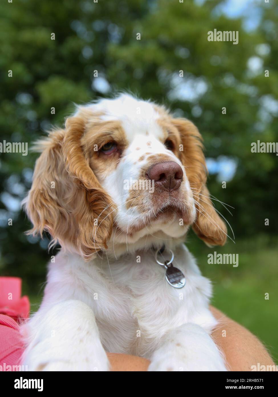 Arbeitender Clumber Spaniel Hündchen ruht in den Armen des Besitzers Stockfoto