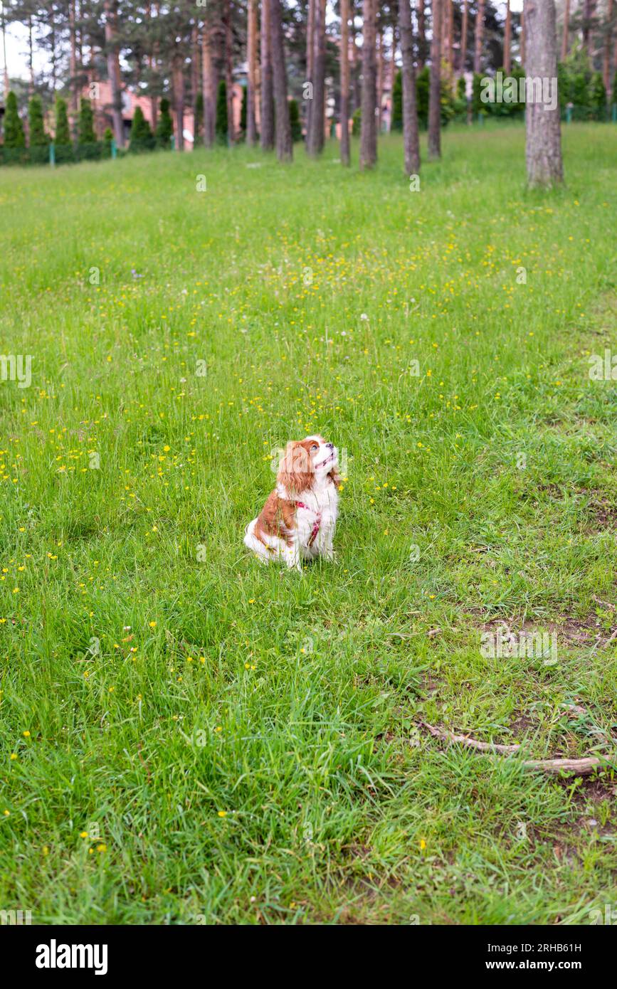 Cavalier King Charles Spaniel auf einem grünen Feld Stockfoto