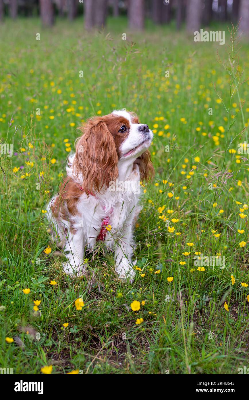 Cavalier King Charles Spaniel auf einem grünen Feld Stockfoto