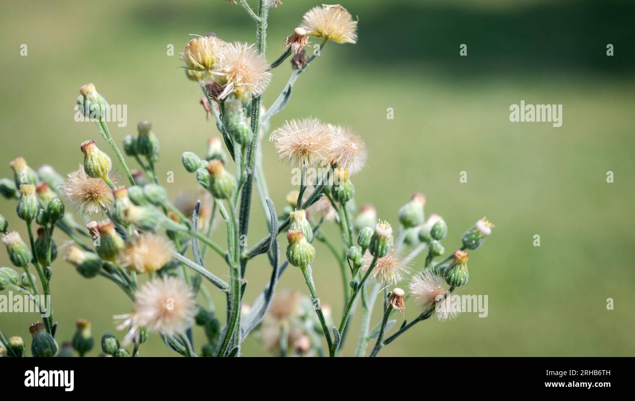 Erigeron bonariensis ist eine Art von Erigeron, die in den Tropen und Subtropen als Pionierpflanze vorkommt. Stockfoto