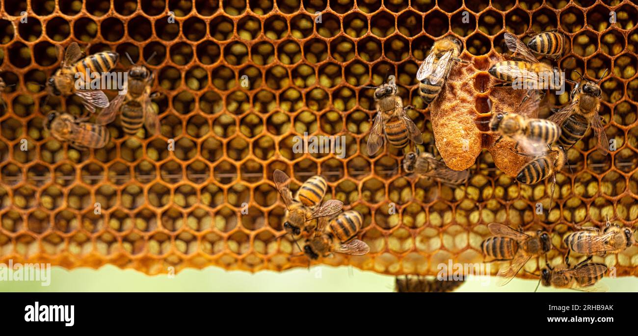 Herrschende Königsfamilie: Bienenzüchter-Schnappschuss der Bienenkönigin auf Honigwabe Stockfoto
