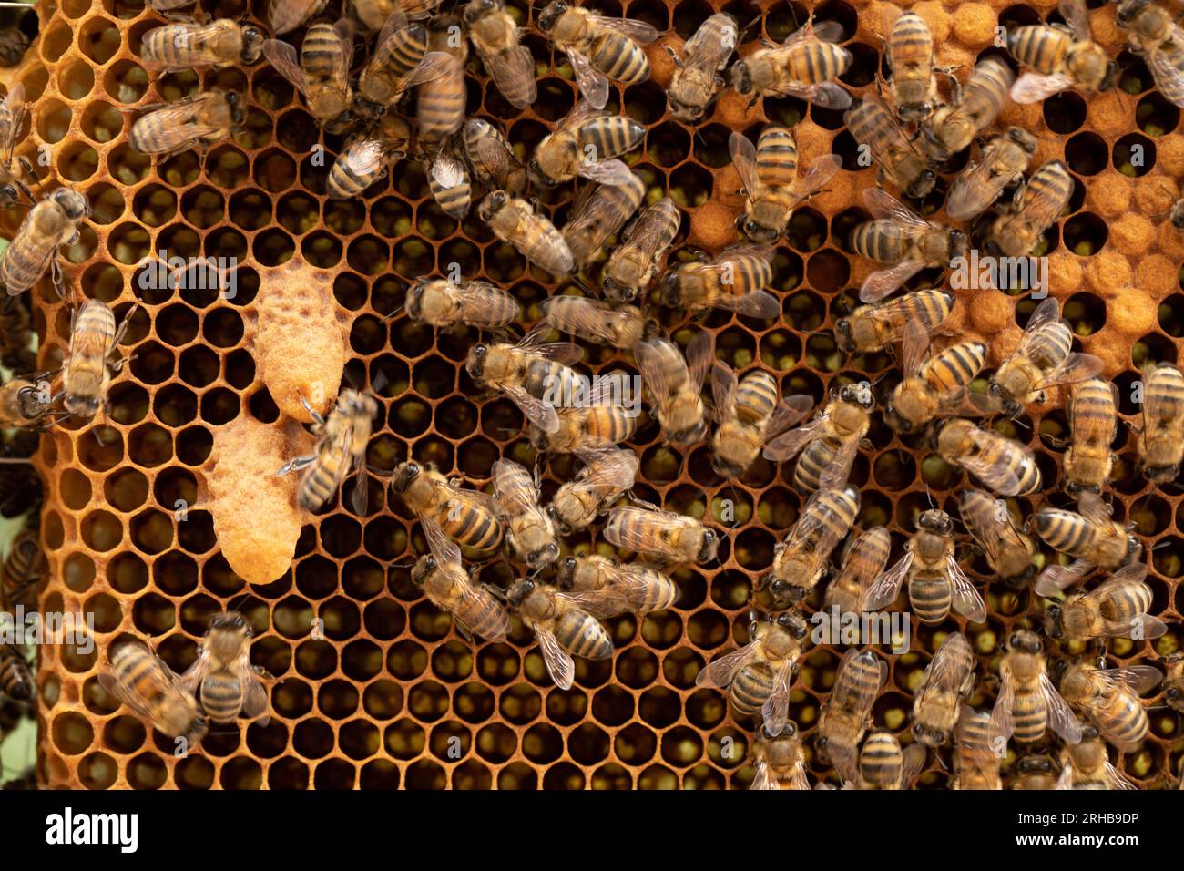 Majestätische Bee Queens, Die Würdevoll Wabenzellen Besetzen Stockfoto