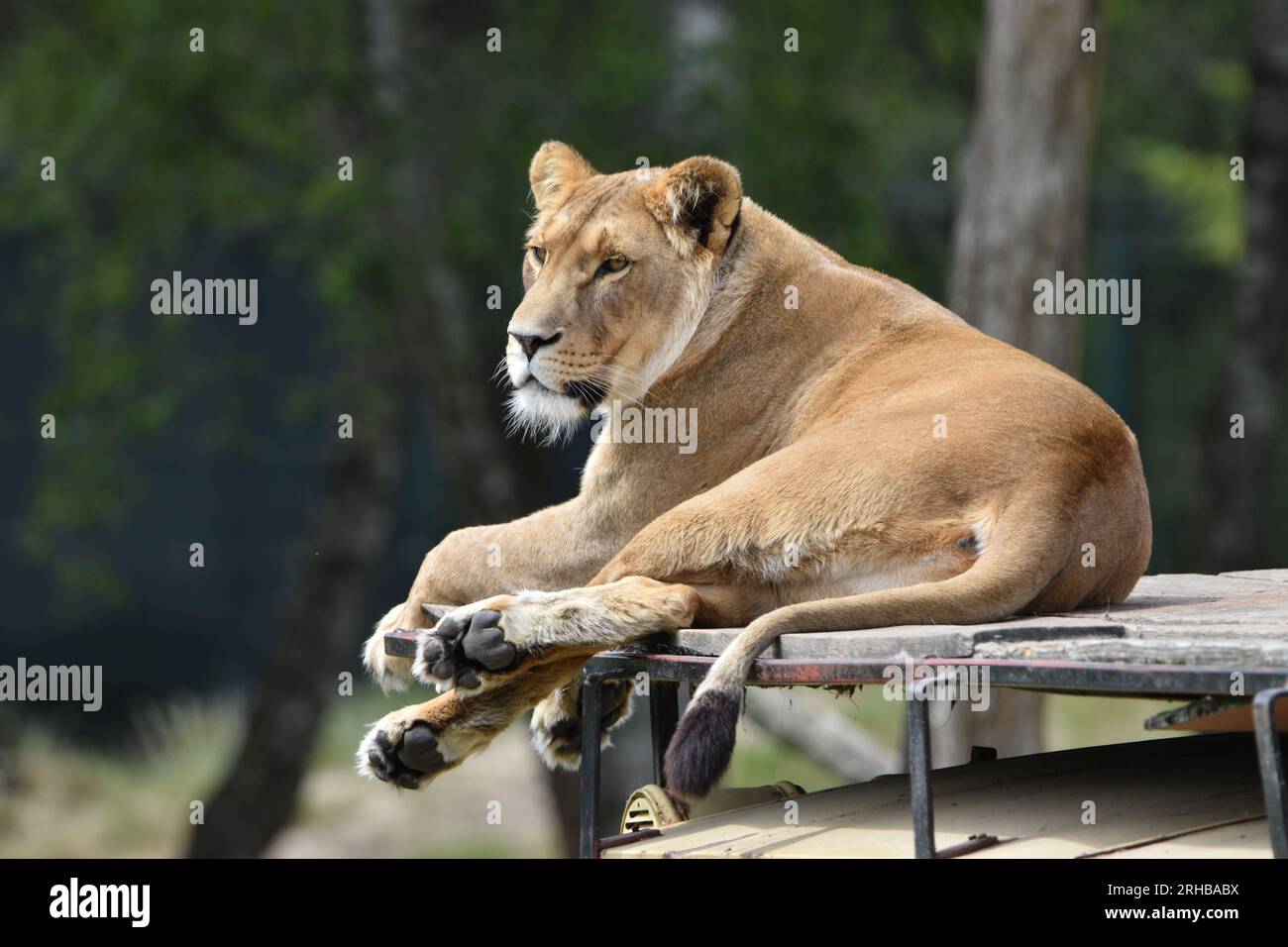 Wildtiersafari, eine Löwin auf einem Autodach, die in der Ferne einrastet Stockfoto