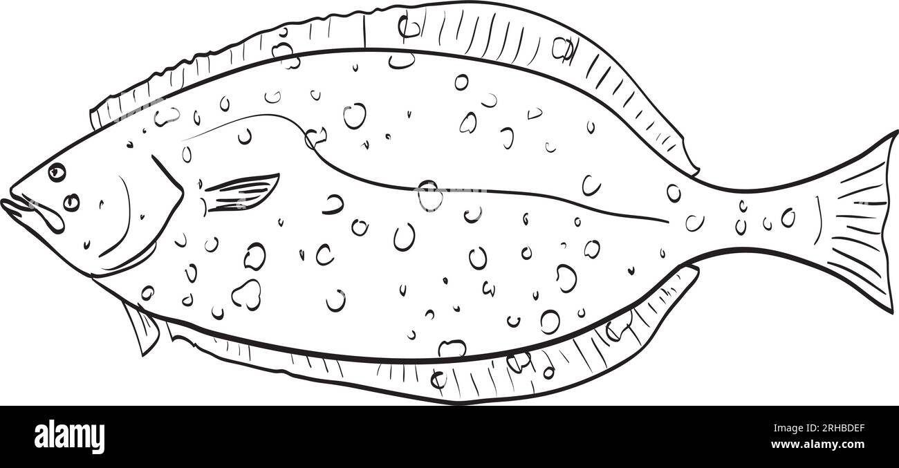 Zeichnung im Skizzenstil Darstellung eines im Golf von Kalifornien heimischen Heilbuttfisches mit schwarzer und weißer Seitenansicht auf isoliertem weißem Hintergrund. Stockfoto