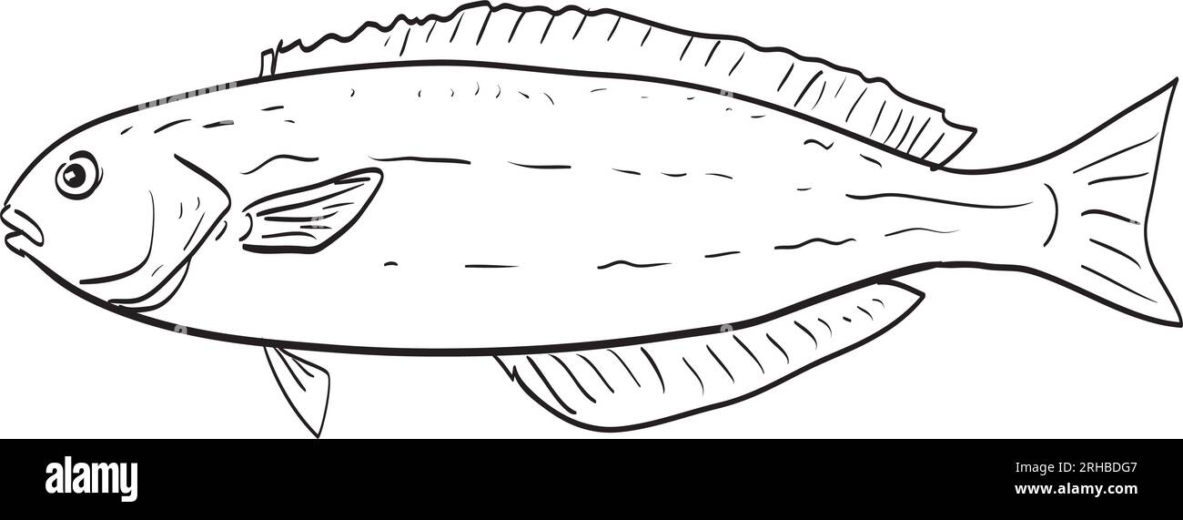 Zeichnung im Skizzenstil Darstellung eines im Golf von Kalifornien heimischen Weißfischs aus dem Ozean mit schwarzer und weißer Seitenansicht auf isoliertem weißem Hintergrund. Stockfoto