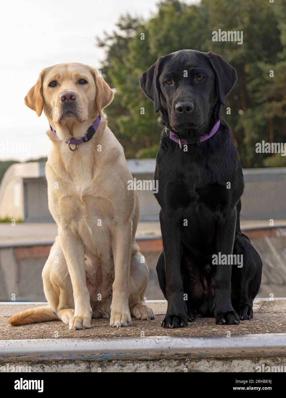 Labrador Mutter Schwarze labrador retriever -Fotos und -Bildmaterial in hoher Auflösung ...