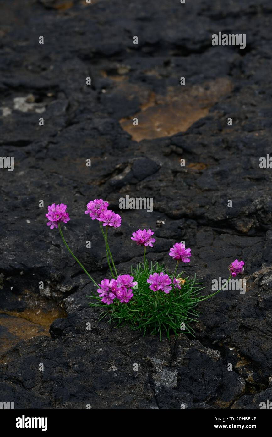 Sea Thrift oder Sea Pinks on Rock in der Nähe von Elgol Isle of Skye Scotland Stockfoto