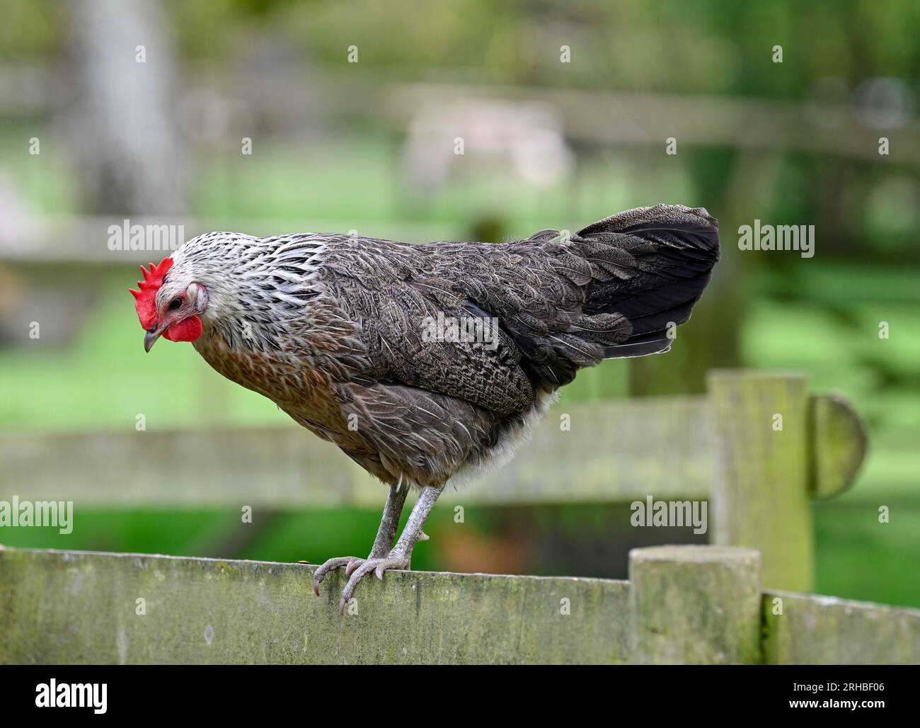 Gesprenkeltes Maran Chicken im Kingston Maurward Animal Park Dorchester Dorset England Stockfoto