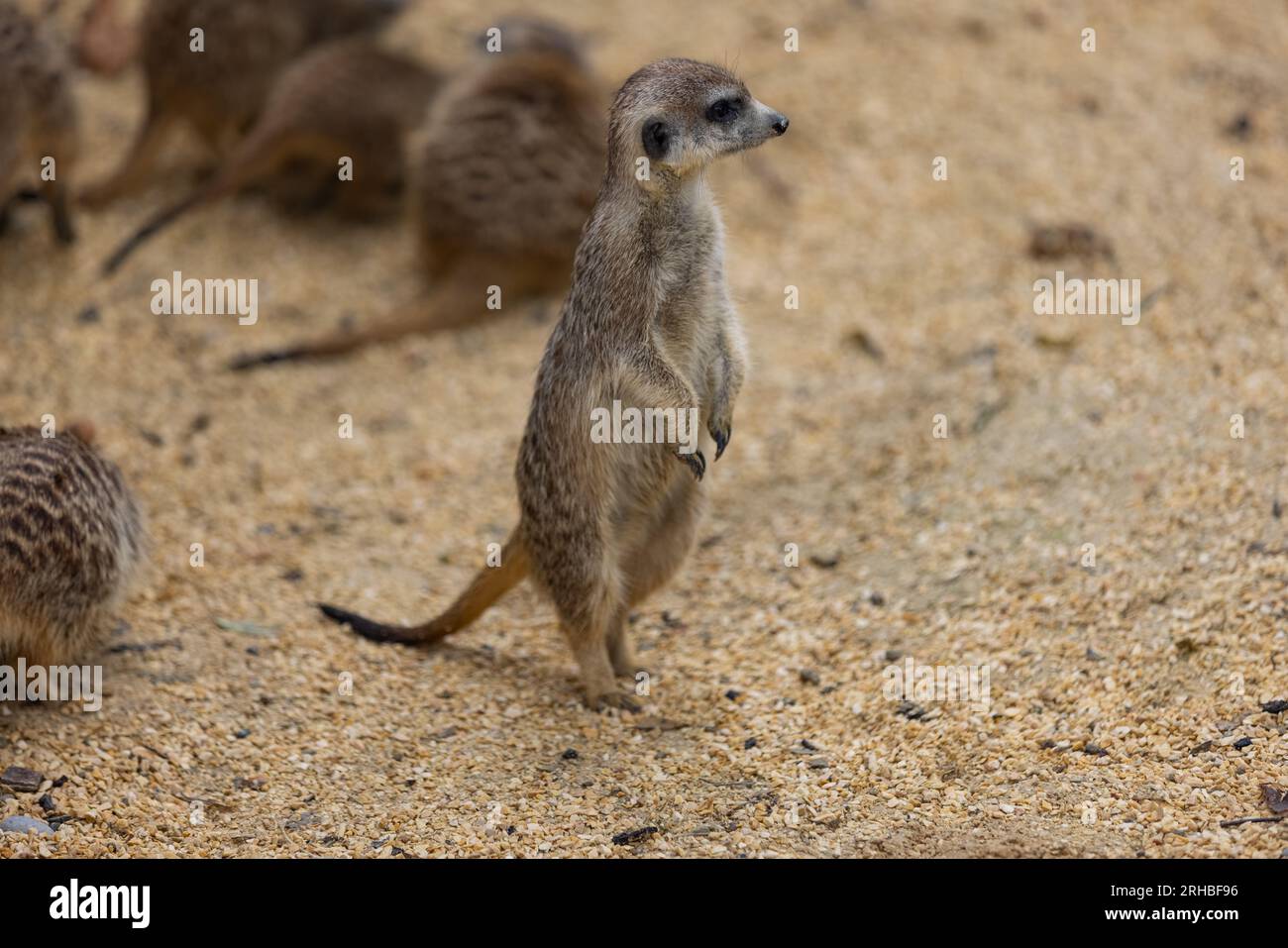 So viele süße Erdmännchen an einem Ort. Sie laufen und spielen zusammen im Sand. Ein weiterer Erdmännchen steht und sucht nach einigen gefährlichen. Stockfoto