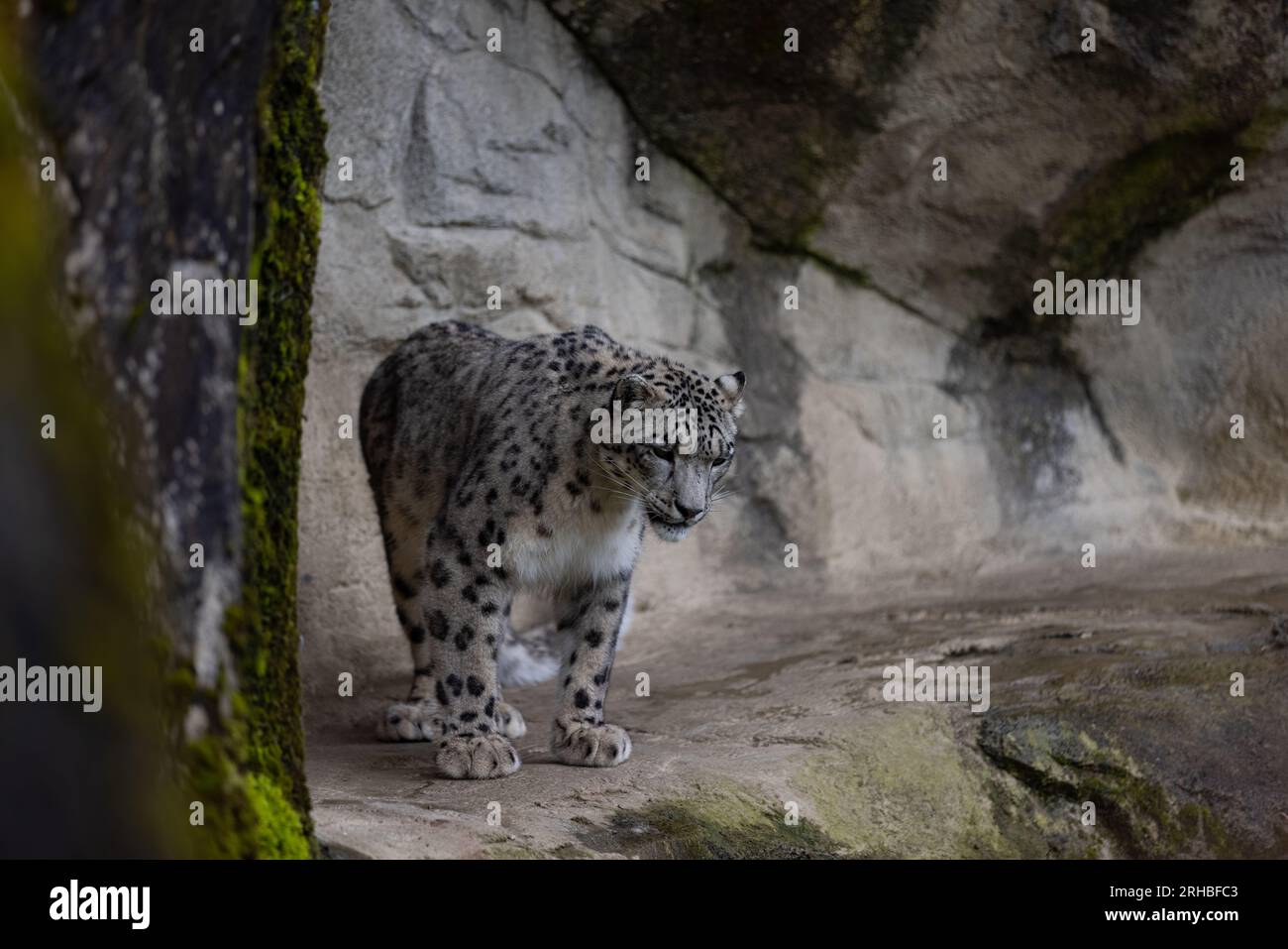 Majestätischer Schneeleopard isst ein großes Fleisch und dann kommt ein anderer Schneeleopard, ich glaube seine Schwester, um mit ihm zu essen. Zwei Schneeleoparden kämpfen. Stockfoto