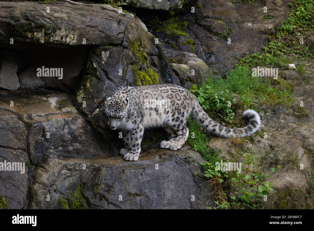 Wundervoller Schneeleopard, der sich auf dem Felsen entspannt und nach Essen sucht. Ein majestätisches Tier mit einem erstaunlichen Fell. Wunderschöner Tag mit den Schneeleoparden. Stockfoto