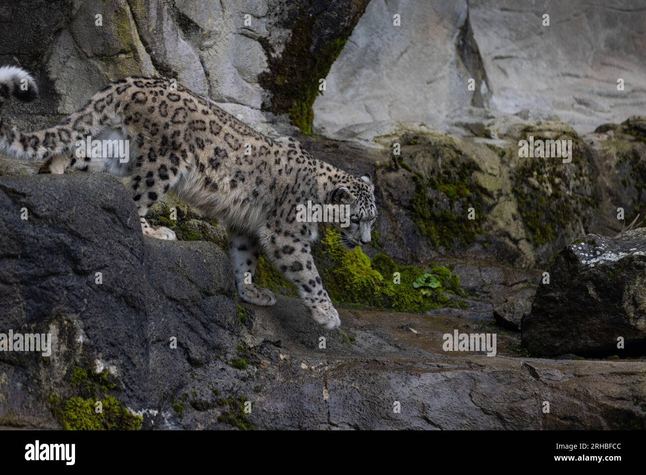 Majestätischer Schneeleopard isst ein großes Fleisch und dann kommt ein anderer Schneeleopard, ich glaube seine Schwester, um mit ihm zu essen. Zwei Schneeleoparden kämpfen. Stockfoto