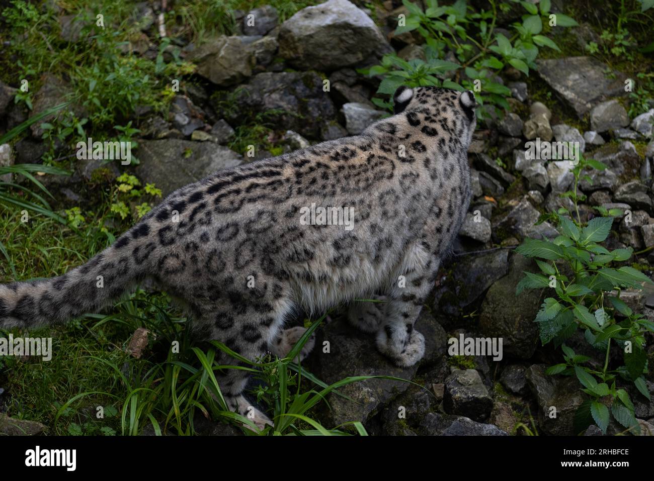 Majestätischer Schneeleopard isst ein großes Fleisch und dann kommt ein anderer Schneeleopard, ich glaube seine Schwester, um mit ihm zu essen. Zwei Schneeleoparden kämpfen. Stockfoto