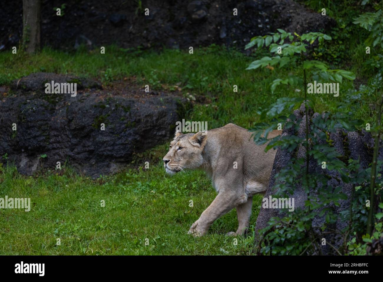 Ein Löwe spaziert durch das Gras und sucht nach Nahrung. Das schönste und majestätischste Tier der Welt. König der Natur. Erstaunlicher Löwe. Stockfoto