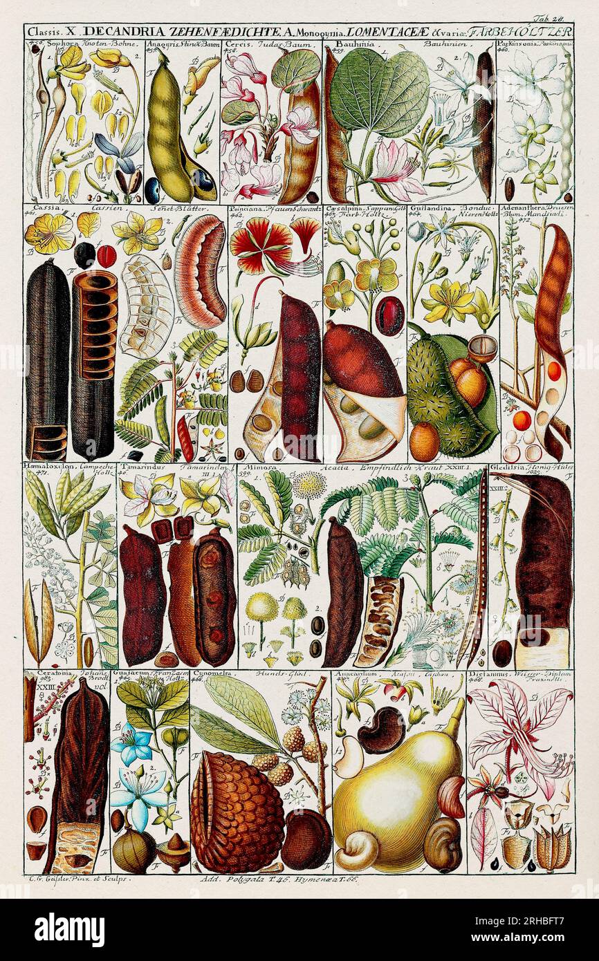 Botanische Illustration im Vintage-Stil. Botanisches Diagramm des 18. Jahrhunderts: Linnaean Plant Classification in a 1795 Instructional Plate. Stockfoto