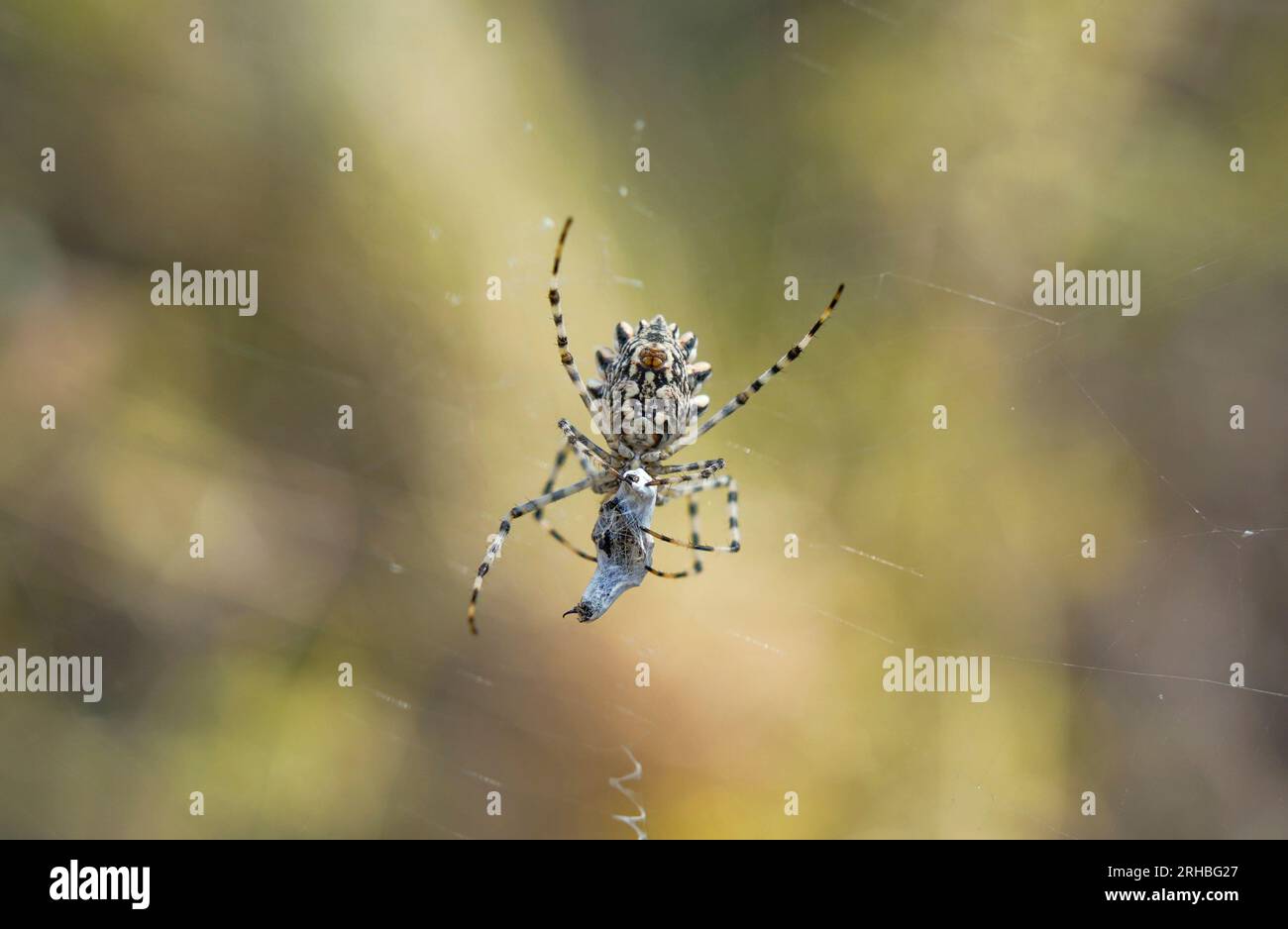 Argiope mit Lappen, Lobata-Spinne mit Argiope im Netz, weibliche Beute mit Ballonfahrt. Spanien. Stockfoto