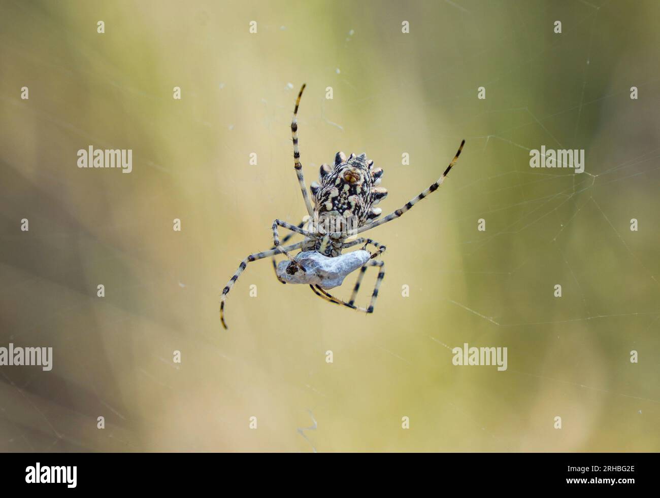 Argiope mit Lappen, Lobata-Spinne mit Argiope im Netz, weibliche Beute mit Ballonfahrt. Spanien. Stockfoto