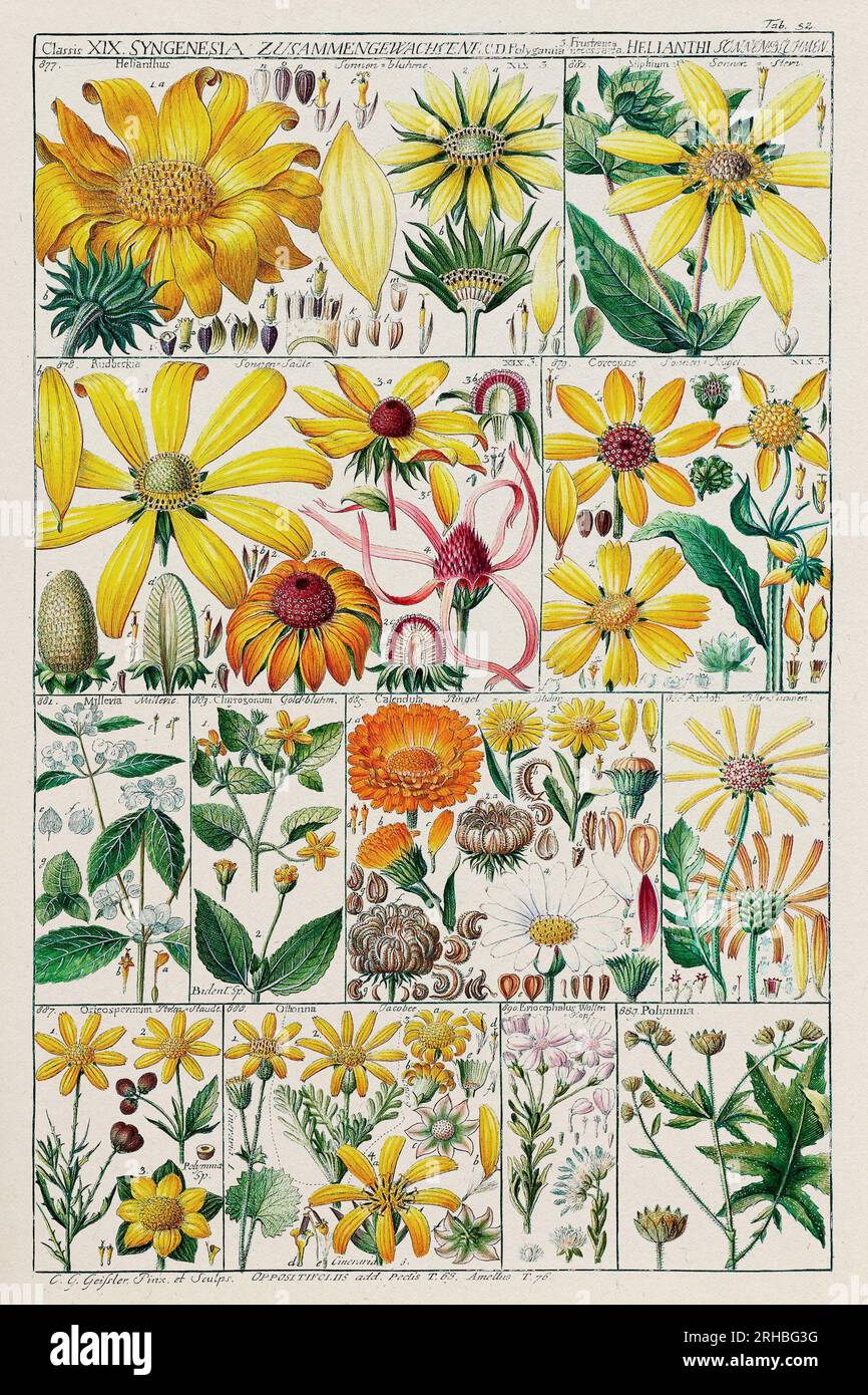 Botanische Illustration im Vintage-Stil. Botanisches Diagramm des 18. Jahrhunderts: Linnaean Plant Classification in a 1795 Instructional Plate. Stockfoto