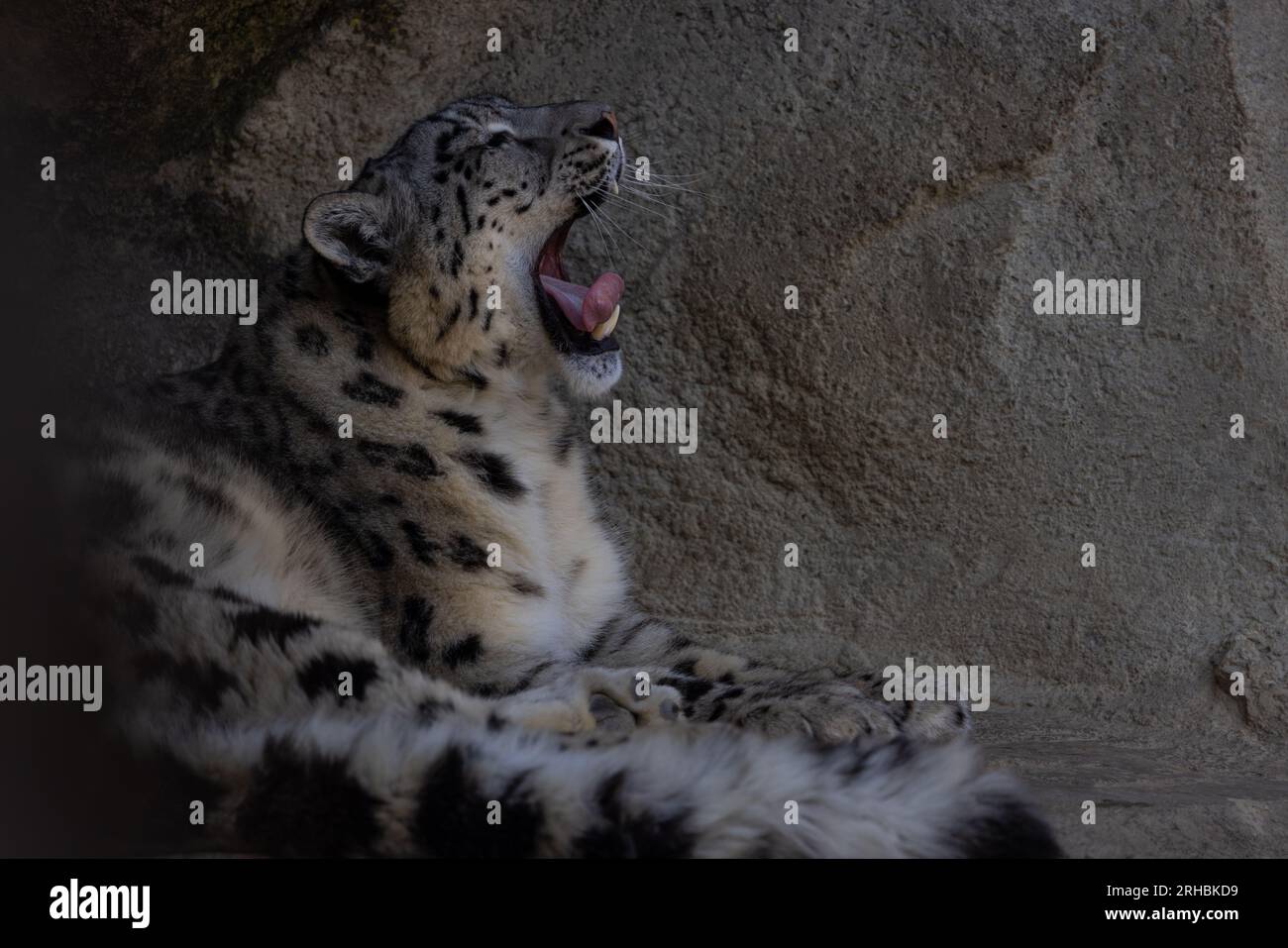 Ein Schneeleopard, auch Panthera Uncia genannt, liegt auf einem Felsvorsprung und lauert nach Beute. Was für ein schönes Pelz dieses Tier hat. Erstaunliche Natur. Stockfoto