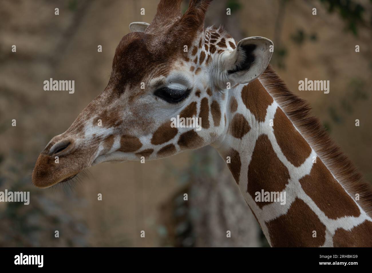 Eine retikulierte Giraffe sucht nach Nahrung. Sie essen meist Blätter mit hohem Nährwert wie Akazien. Stockfoto