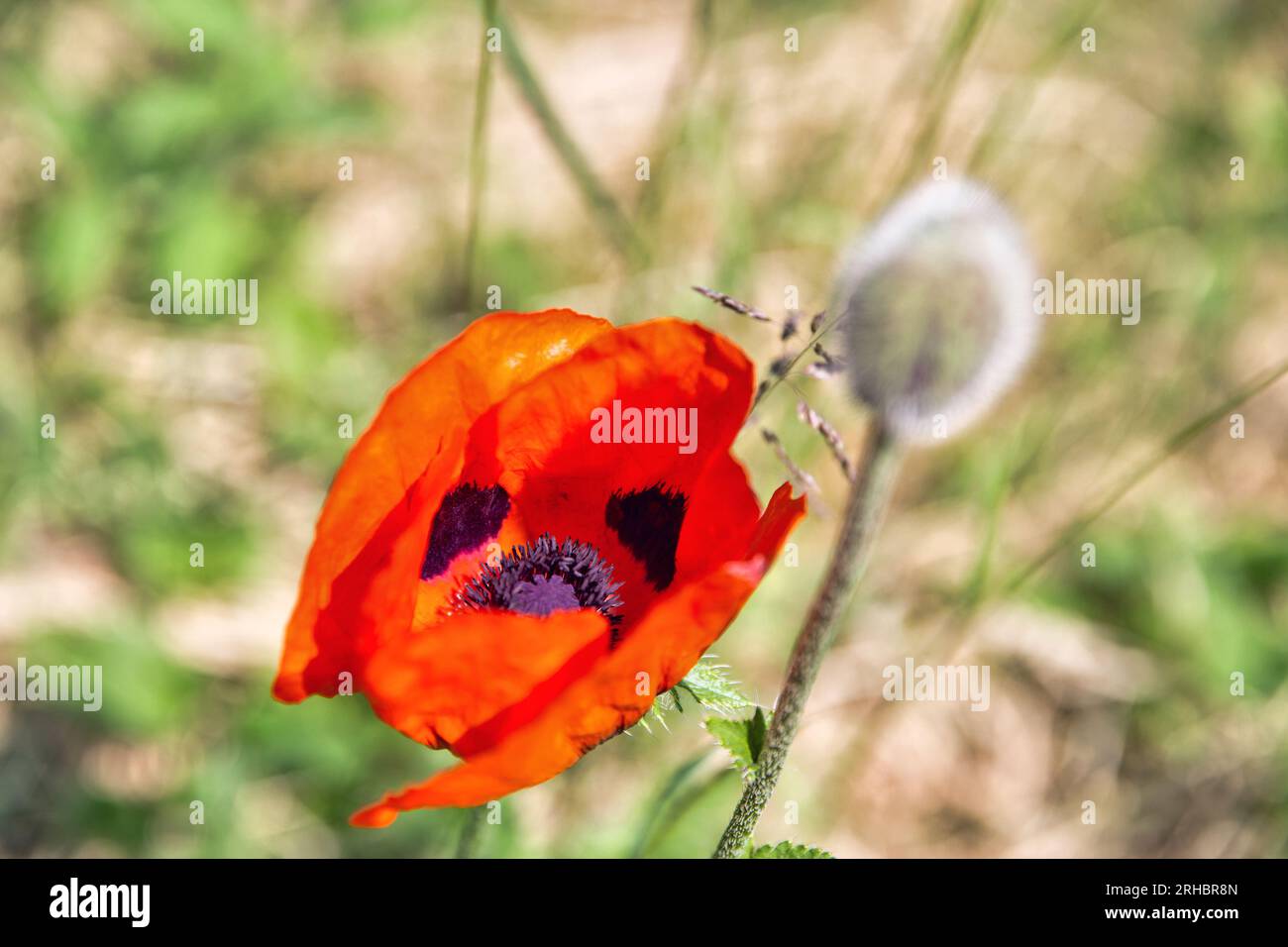 Einzelne wilde rote Mohnblume blüht auf dem Feld Stockfoto