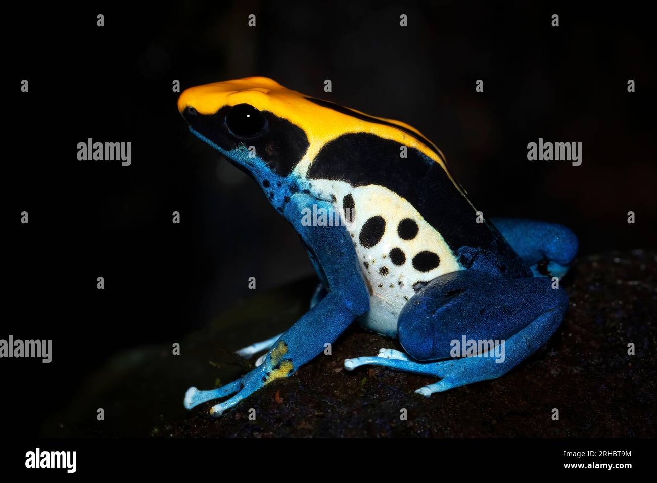 Nahaufnahme eines färbenden Dartfrosches (Dendrobates tinctorius), Indonesien Stockfoto