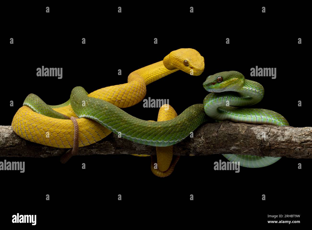 Eine grüne Viper auf einem Ast neben einer gelben Viper, Indonesien Stockfoto