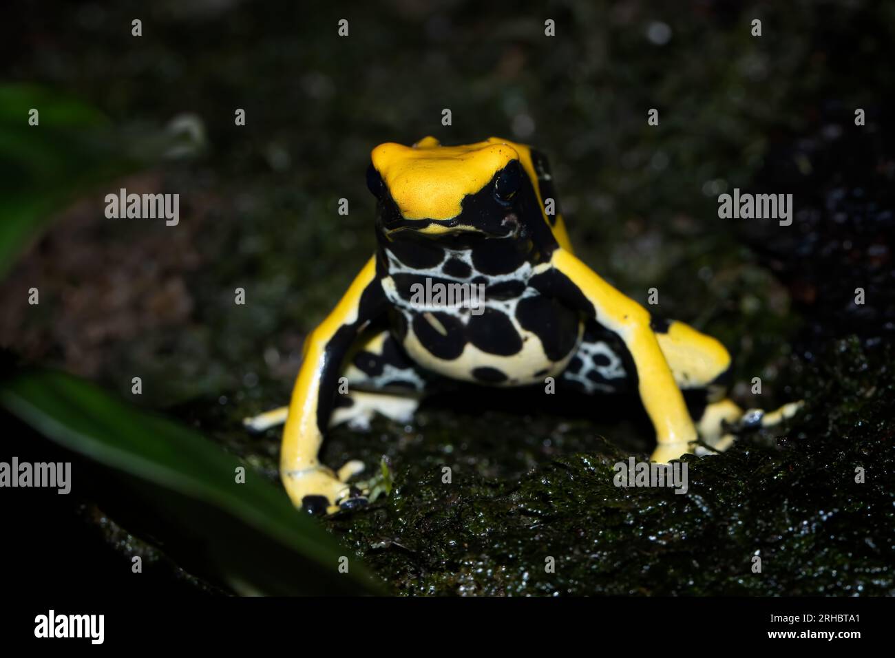 Nahaufnahme eines färbenden Dartfrosches (Dendrobates tinctorius), Indonesien Stockfoto