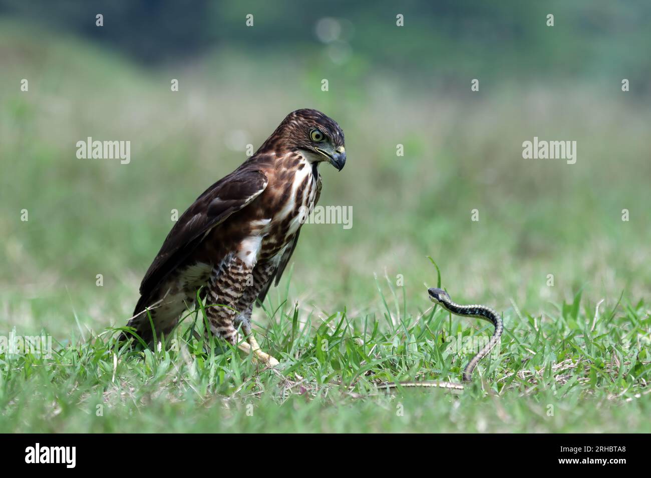 Ein Goshawk-Vogel jagt eine Schlange im Gras, Indonesien Stockfoto