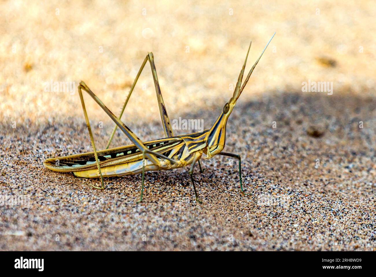 Nahaufnahme einer Heuschrecke in der Wüste, Saudi-Arabien Stockfoto
