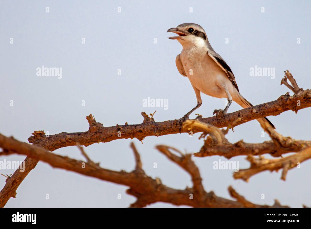 Shrike auf einem Zweig, der singt, Saudi-Arabien Stockfoto