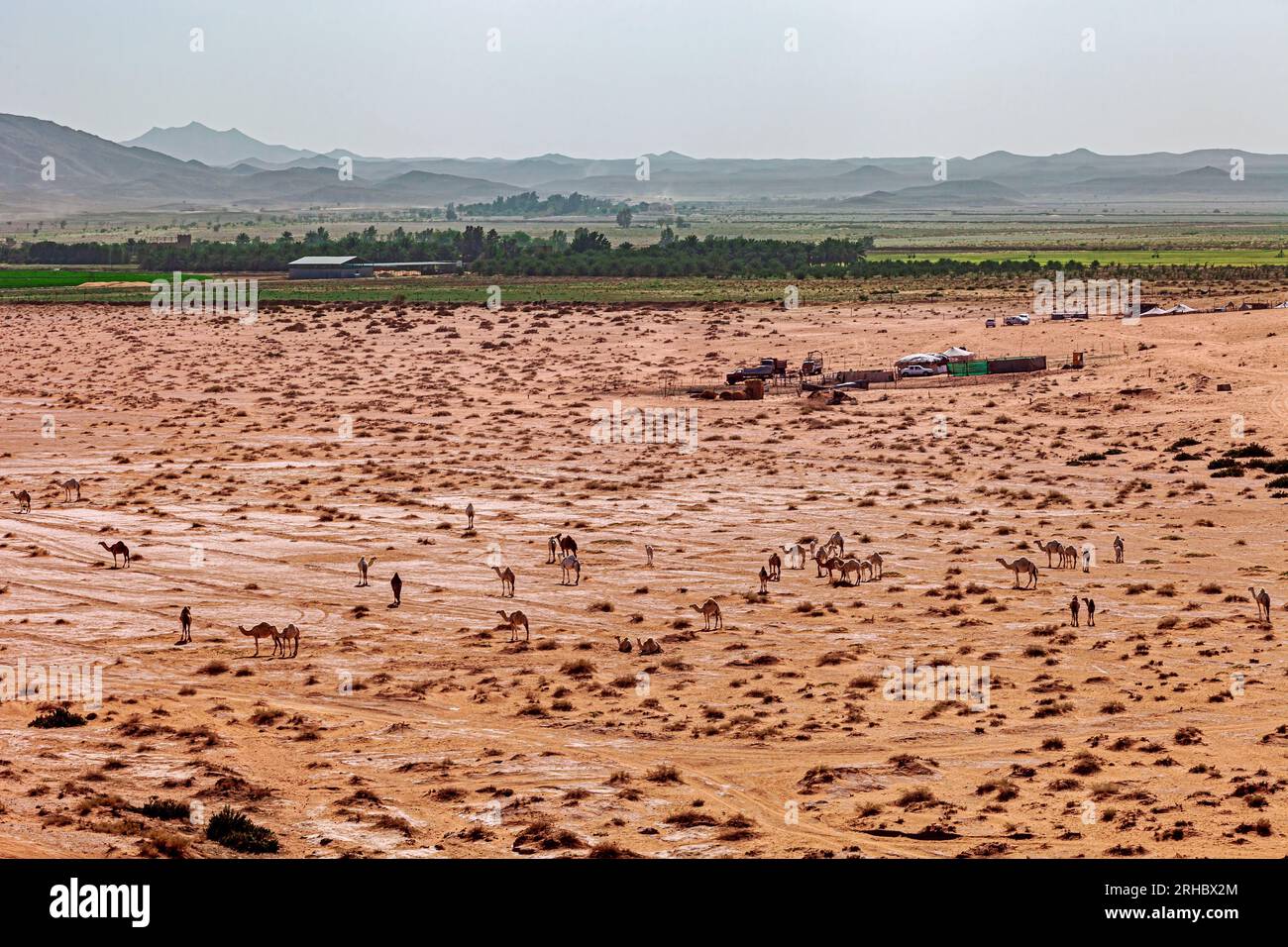 Aus der Vogelperspektive sehen Sie Kamele in Wüstenlandschaft, Saudi-Arabien Stockfoto