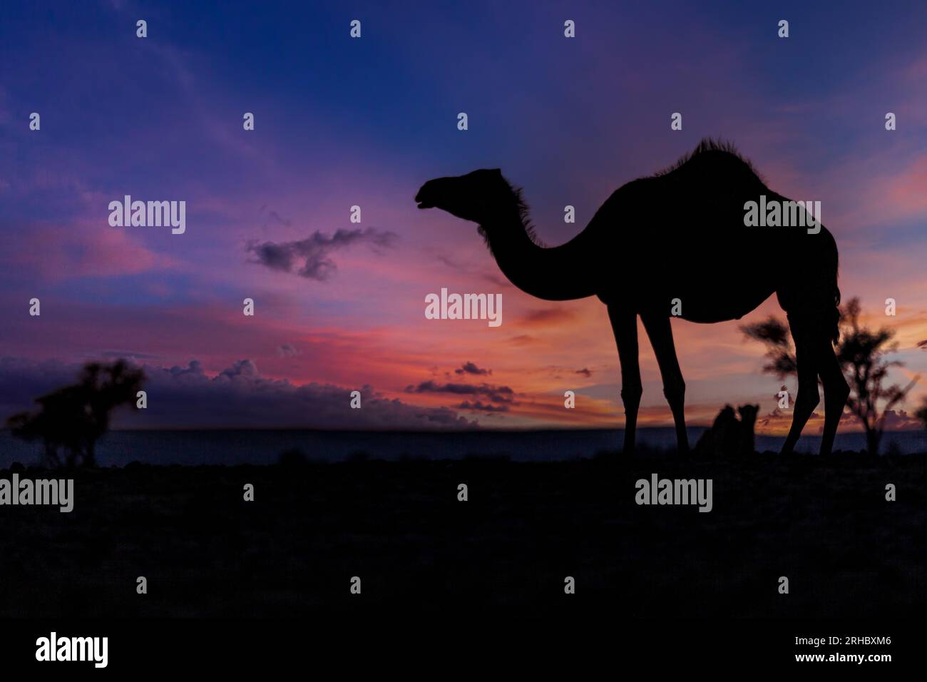 Silhouette eines Kamels in der Wüste bei Sonnenuntergang, Saudi-Arabien Stockfoto