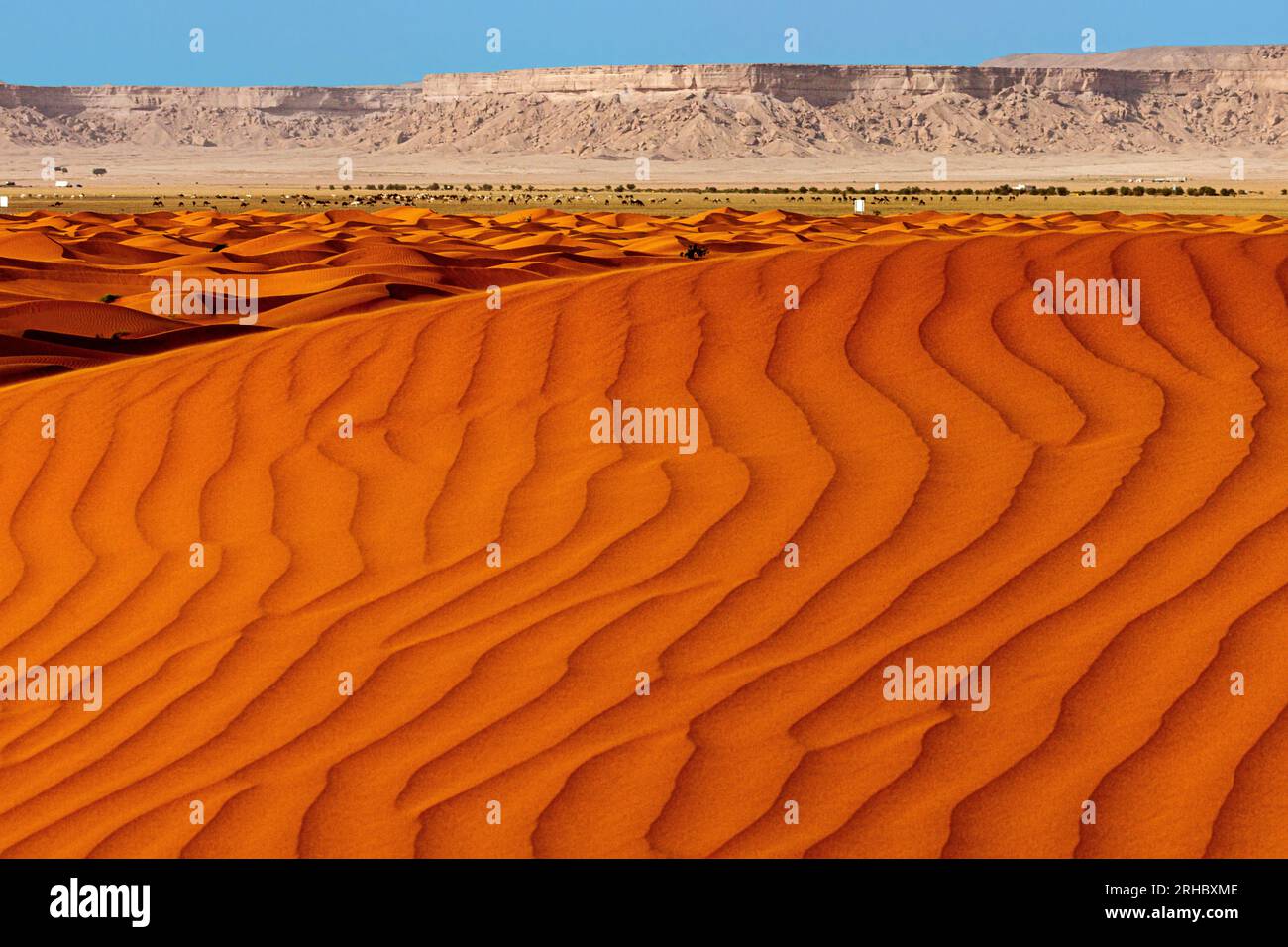 Orangefarbene Sanddünen in Wüstenlandschaft, Saudi-Arabien Stockfoto