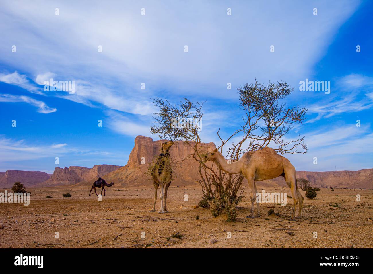 Drei Kamele vor Jabal Tuwaiq, Saudi-Arabien Stockfoto