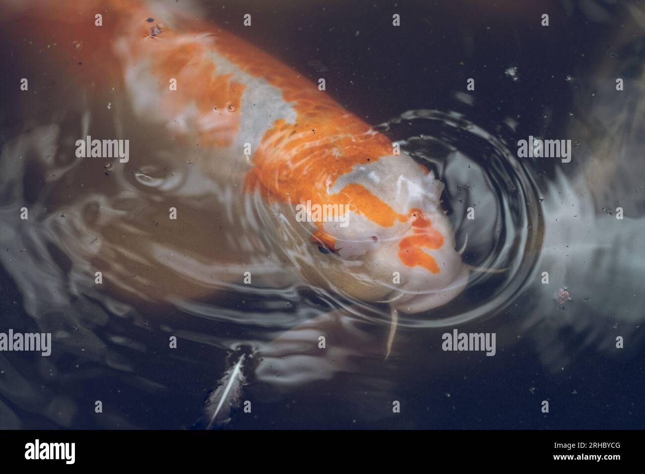 Orangenlippe mit weißen Flecken, japanischer Koi-Karpfenfisch, der im Wasser aus Schlammteich schwimmt Stockfoto