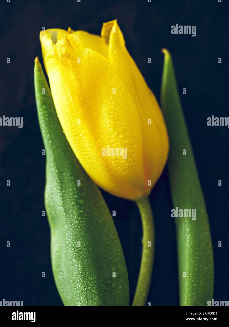 Frische einzelne Tulpe auf dünnem Stiel mit sanft gelben Blütenblättern und grünen Blättern bedeckt mit Tau auf schwarzem Hintergrund Stockfoto