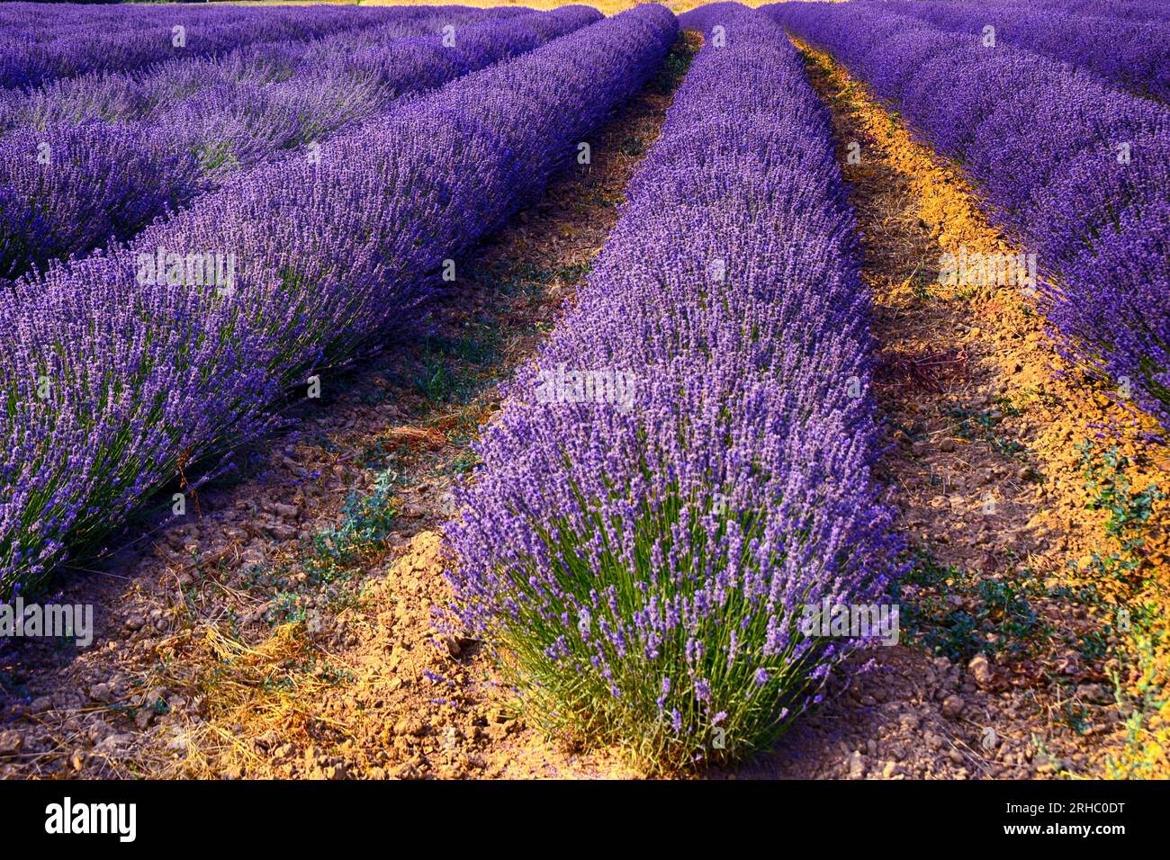 Aus nächster Nähe wächst Lavendel auf einem Feld, Viguzzolo, Alessandria, Piemont, Italien Stockfoto