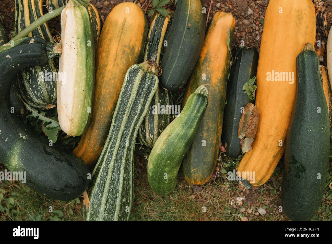 Blick von oben auf verschiedene Zucchini hintereinander auf einem Rasen Stockfoto
